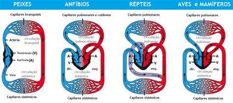 Anatomia Para Medicina Veterinária: Sistema Circulatório 1