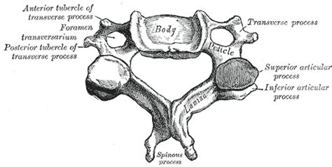 The Biology Lair — A single cervical vertebrae is depicted above....