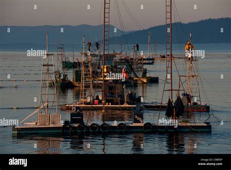 Wild Pacific Salmon reefnet fishing is a historical Pacific Northwest ...