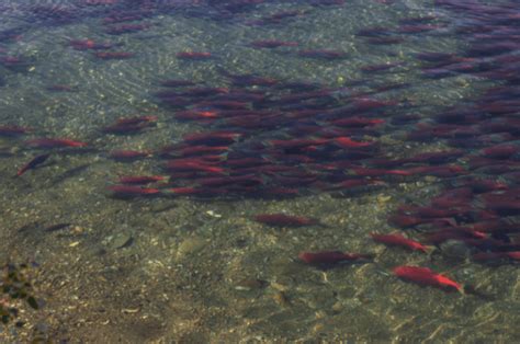 When do Salmon Spawn: Spawning Times for All Species