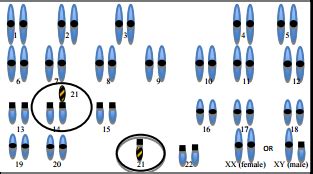 dm sur les génes et les chromosomes urgent svp!!! 3ème SVT