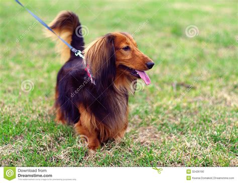 Ginger Red and Black German Badger Dog Stock Photo - Image of ears, outdoor: 32426190