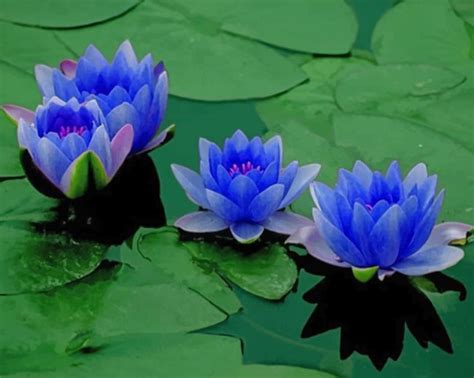 Blue Lotus Diamond Painting Painting | Diamond Painting Kits