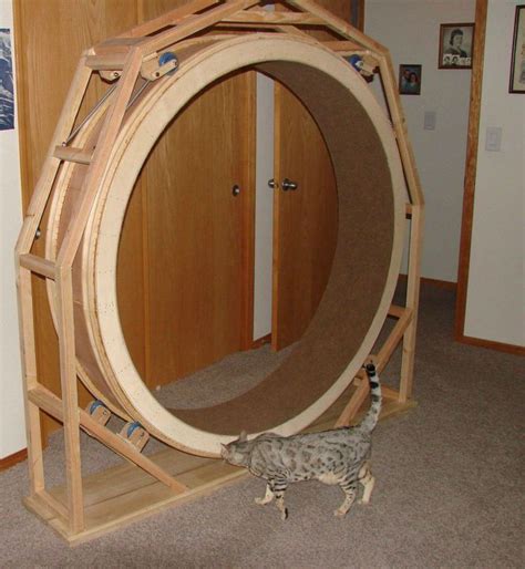 DIY Cat Exercise Wheel | Cat exercise wheel, Cat exercise, Cat exercise wheel diy