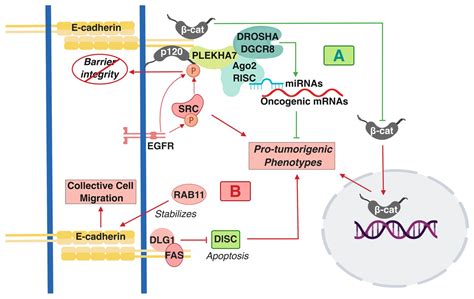 IJMS | Free Full-Text | E-cadherin Beyond Structure: A Signaling Hub in Colon Homeostasis and ...