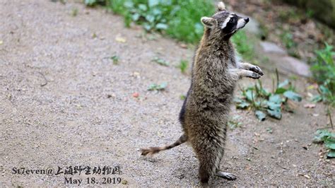 Shanghai Wild Animal Park - China ChengDu Tours, Chengdu Panda Volunteer Program