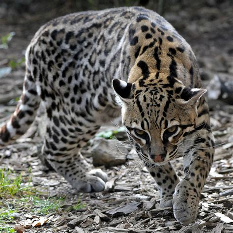 Ocelot | Animal Facts & Information | The Wildlife