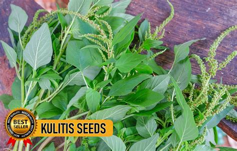 (100PCS SEEDS) KULITIS SEEDS/KOLITIS/EASY TO GROW/EASY TO PLANT/FOR GARDEN | Lazada PH