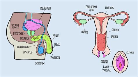 Male And Female Reproductive Systems Harder To Label For Some Than Others