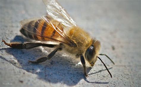 What Exactly are Africanized Bees, and How Scary are They? - Modern Farmer