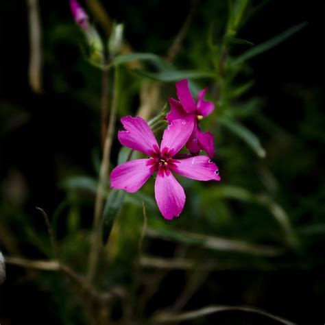 Pink Flowering Weed | Flickr - Photo Sharing!