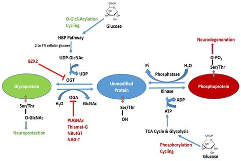 IJMS | Free Full-Text | The Glucose Metabolic Pathway as A Potential ...