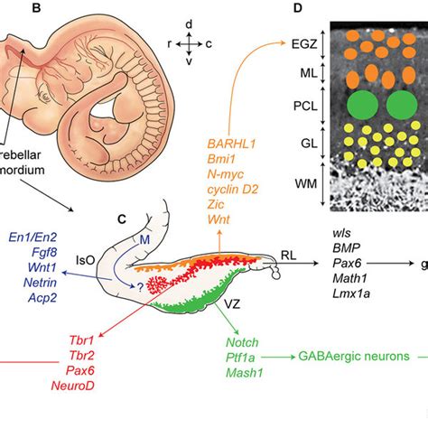 Germinal zones in the developing cerebellum. (A–C) Schematic ...