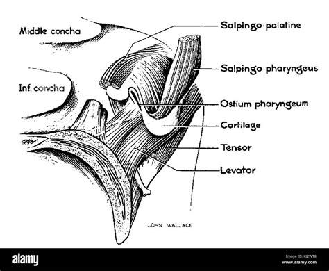 Eustachian Tube Stock Photos & Eustachian Tube Stock Images - Alamy