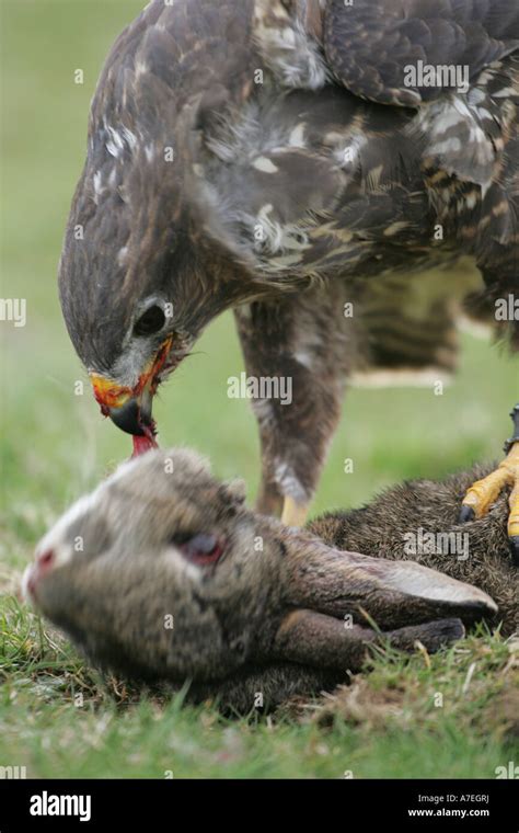 Buzzard eating its prey Stock Photo - Alamy