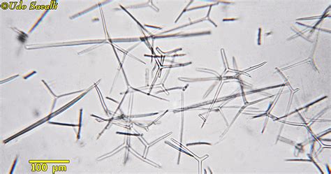 BIO385-Porifera