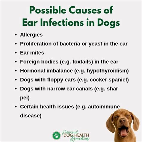 Outer Ear Infection in Dogs| Symptoms, Causes & Treatment