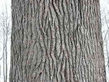 Liquidambar styraciflua - sweetgum. Bark. Family hamamelidaceae ...