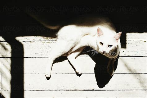 "White Odd-eyed Cat" by Stocksy Contributor "Atakan-Erkut Uzun" - Stocksy