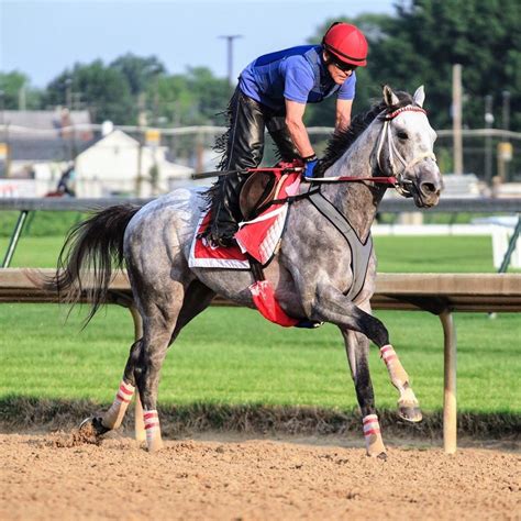 5 Famous Grey Racehorses