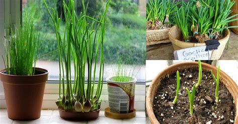 How to Grow Garlic Indoors | Growing Garlic In Pots | Balcony Garden Web