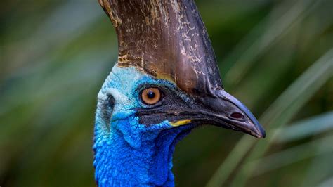 Southern Cassowary | Cassowary, Animals, Forest habitat