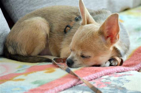 Puppy Sleeping Free Stock Photo - Public Domain Pictures