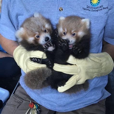 Red Panda Cubs at the Smithsonian Conservation Biology Institute