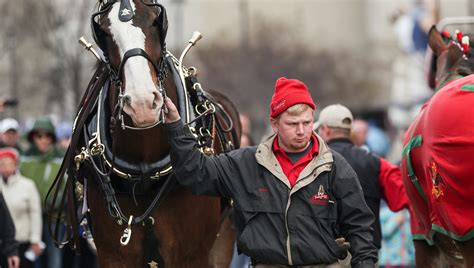 Budweiser Clydesdales visit Indianapolis before the Colts face Miami Dolphins