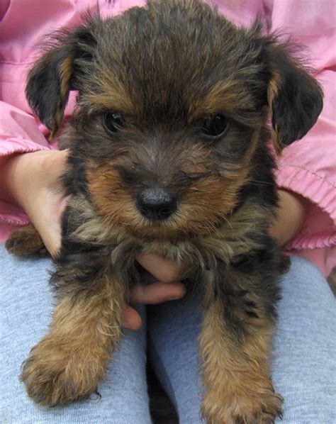 Yorkipoo, Yorkshire Terrier and Poodle Mix - SpockTheDog.com