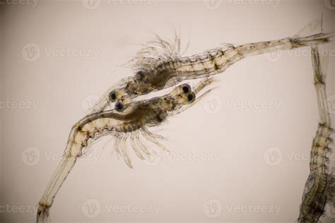 Closeup mysis stage of Vannamei shrimp in light microscope, Shrimp larvae under a microscope ...