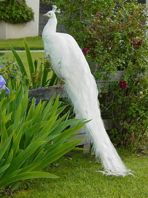 The White Peacock | Pure White Peacock in Arcadia, Californi… | Clifford the Red | Flickr