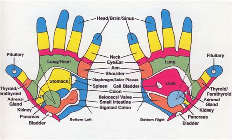 Reflexology chart, Hand reflexology, Reflexology hand chart