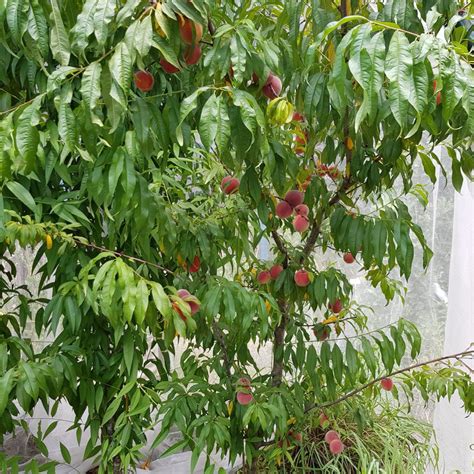 Intensive Fruit Orchard at Yandina Community Gardens | Yandina Community Gardens