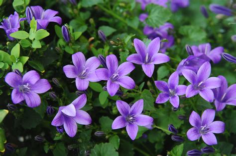 10 Popular Campanula Species