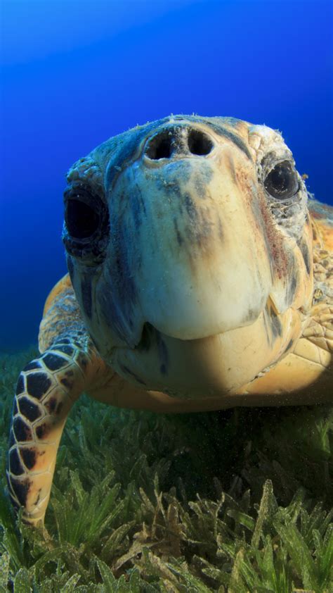 Wallpaper Hawksbill Sea Turtle, Bahamas, Atlantic, Pacific, Indian ...