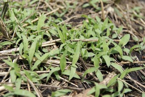 Large crabgrass | Integrated Crop Management