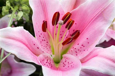 27 of the Best Lily Varieties | Gardener’s Path