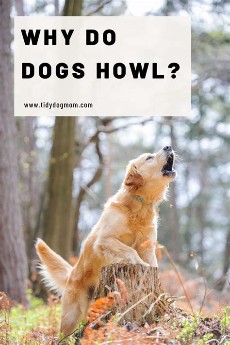 How to Stop Dog Howling for Good in 2021 | Dogs, Animal antics, Dog mom