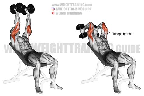 triceps isolation exercise > OFF-53%