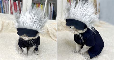 Turn Your Cat Into Gojo Satoru From 'Jujutsu Kaisen' - 9GAG