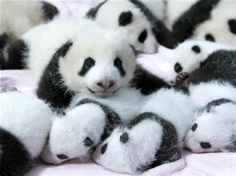 154 Of The Cutest Baby Animals Of All Time | Bored Panda