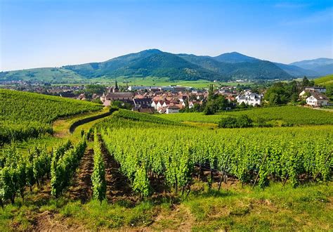 Walking the Alsace Wine Route | Macs Adventure