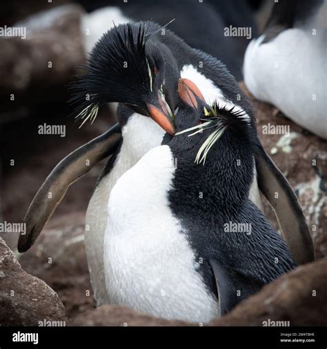 Macaroni penguin mating hi-res stock photography and images - Alamy