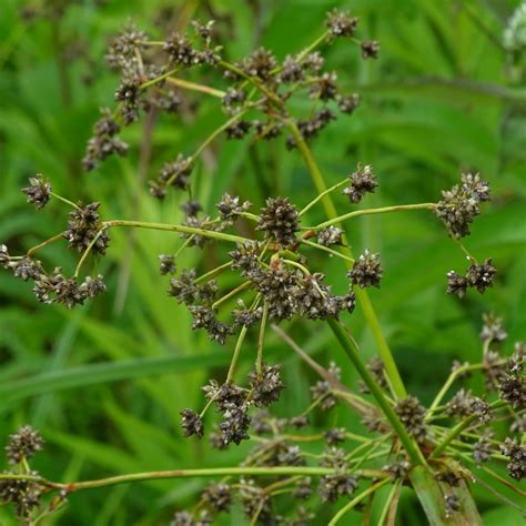 Small-Fruited Bulrush - Bainbridge Island Land Trust