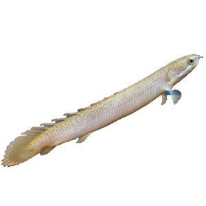 Dinosaur Bichir - PetSmart | Pet fish, Live fish, Cool fish tanks