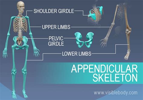 Appendicular Skeleton Bones List;126 Bones You Must Know - Notes Read