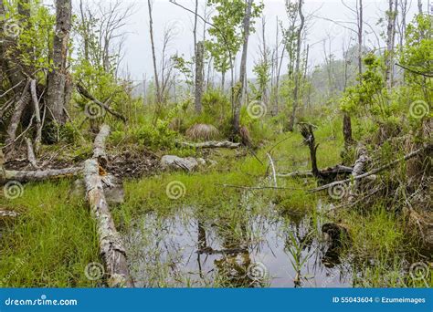 Foggy Swamp stock photo. Image of plants, ecosystem, flora - 55043604