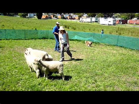 HERDING DOG TRAINING MELBOURNE 12/11/11 - YouTube