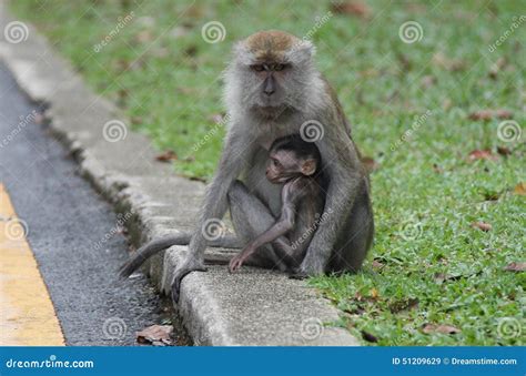 Monkey Protecting A Baby Stock Photo - Image: 51209629